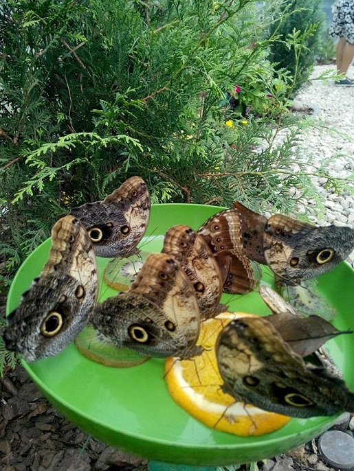 żywe motyle w Jarosławcu Kraina motyli motylarnia atrakcje dla dzieci opinie bilety