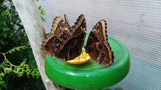 żywe motyle Jarosławiec motylarnia atrakcje dla dzieci