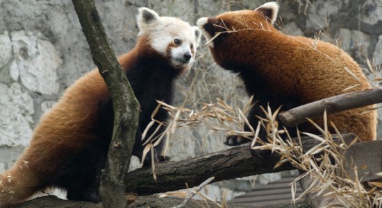 ZOO Kraków