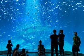 opinie atrakcje stralsund oceanarium ozeanum muzeum