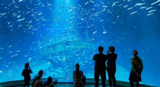 opinie atrakcje stralsund oceanarium ozeanum muzeum