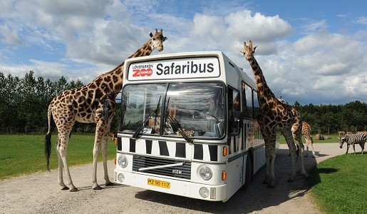 givskud zoo godziny otwarcia 2019 safari billund givskud zoo godziny otwarcia 2019 safari billund