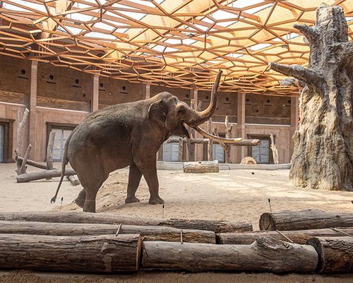 słonie zoo łodz atrakcje dla dzieci łodzkie