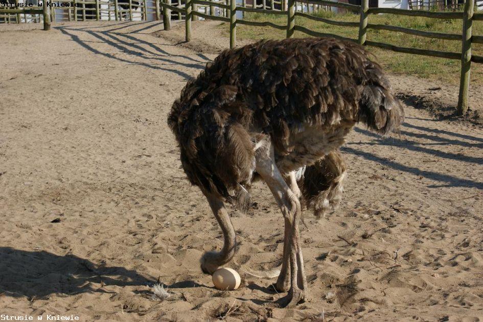 Strusia Farma Kniewo strusie atrakcje dla dzieci Kniewo
