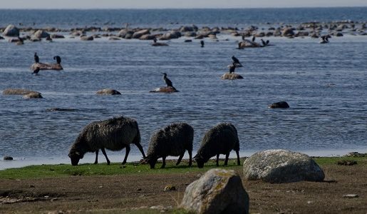 ystad atrakcje szwecja z dziećmi rodzinne atrakcje dla dzieci opinie