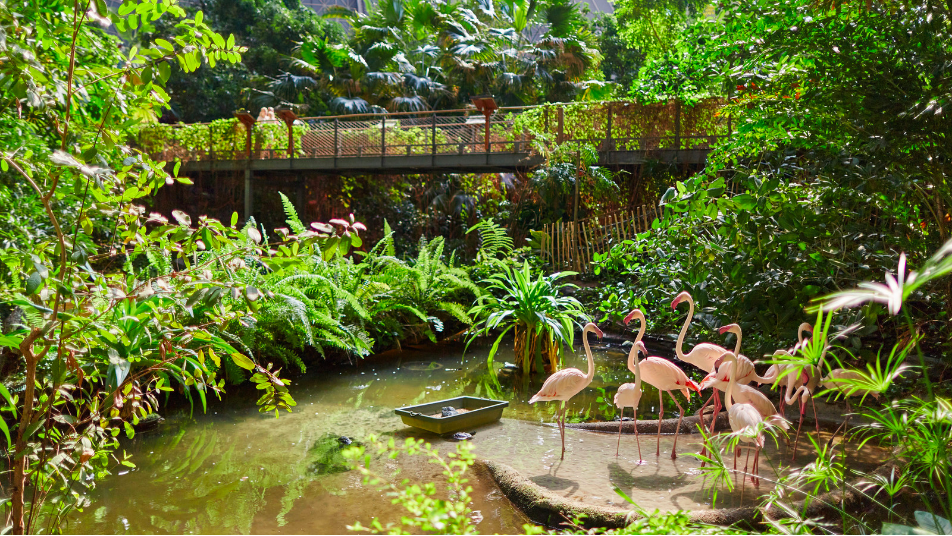 tropikalna wyspa tropical island berlin ceny opinie bilety z dzieckiem las tropikalny tropikalna wyspa tropical island berlin ceny opinie bilety z dzieckiem las tropikalny