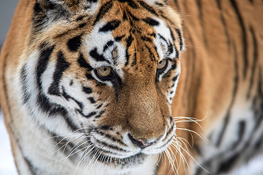 tygrysy zoo łodz atrakcje dla dzieci łodzkie