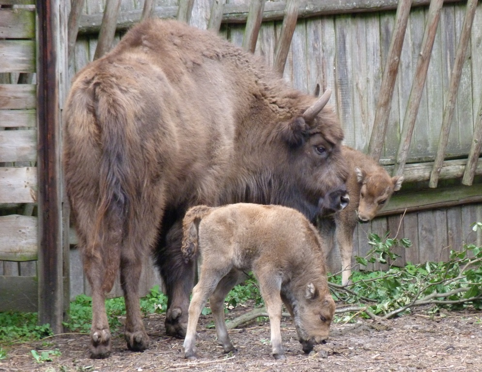 Zagroda Pokazowa Żubrów Międzyzdroje Rodzinne atrakcje Międzyzdroje