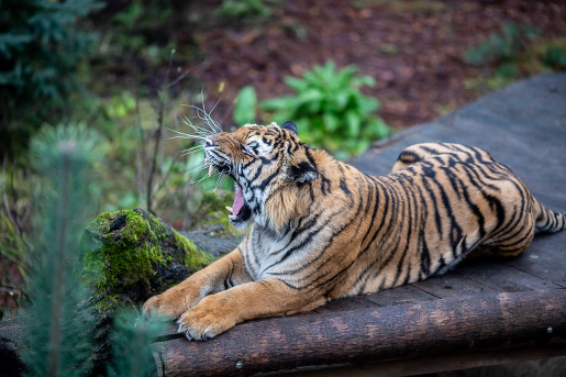 zoo człuchów tygrysy canpol opinie godziny otwarcia