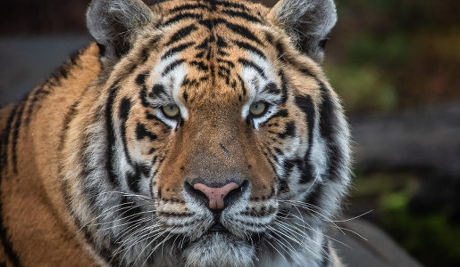 zoo człuchów tygrysy canpol opinie godziny otwarcia głowa