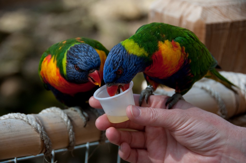 zoo egzotyczne kaszuby papugarnia