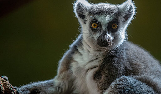 zoo łodz atrakcje dla dzieci łodzkie