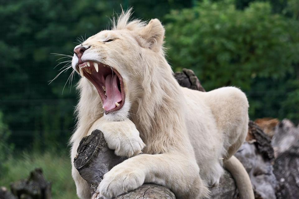 ZOO Safari Świerkocin rodzinne atrakcje Świerkocin